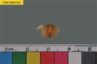藏品(短指和尚蟹)的圖片